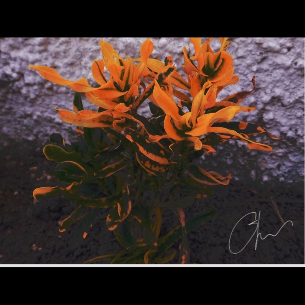 Meet your Posher, Emma